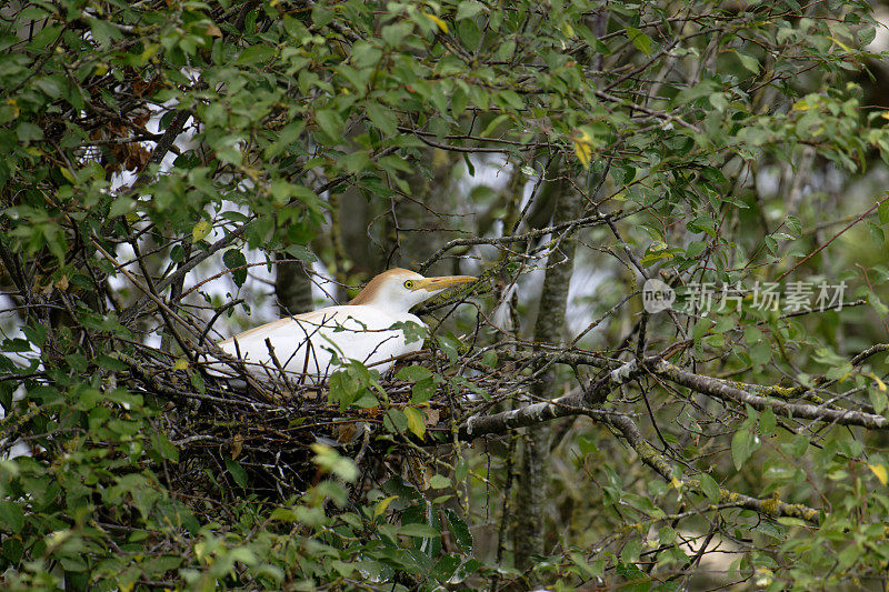 窝中的牛白鹭(Bubulcus ibis)